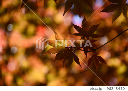 逆光に浮かぶ紅葉 逆光に浮かぶ紅葉 98243450