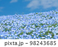 ひたち海浜公園のみはらしの丘のネモフィラ 98243685