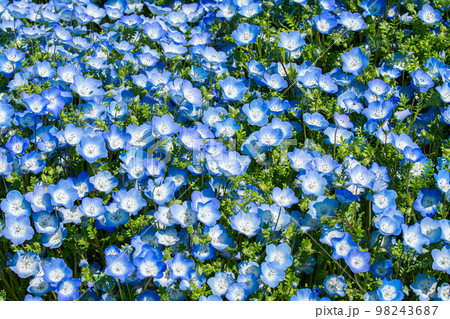 ひたち海浜公園のみはらしの丘のネモフィラ 98243687