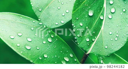 Green leaf background close up view. Nature foliage abstract. Beautifule leave texture. 98244182