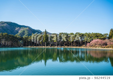 春の美しい桜咲く先人塚公園  春の美しい桜咲く先人塚公園  98244519
