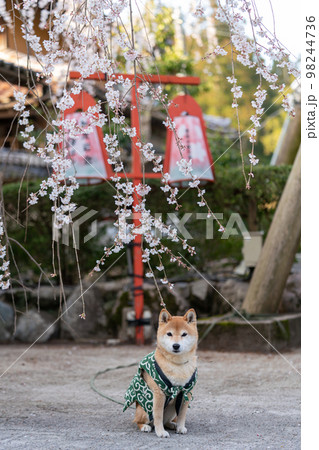 桜の木の下で遊ぶ柴犬 桜の木の下で遊ぶ柴犬 98244736