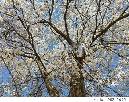 山桜 福島市飯坂町茂庭 山桜 福島市飯坂町茂庭 98245096