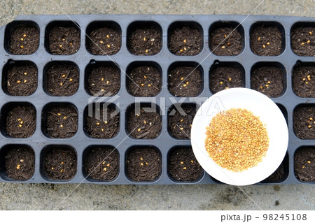 胡麻の種蒔き 98245108