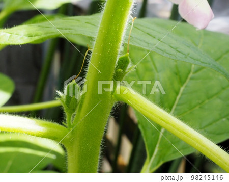 胡麻の結実 98245146