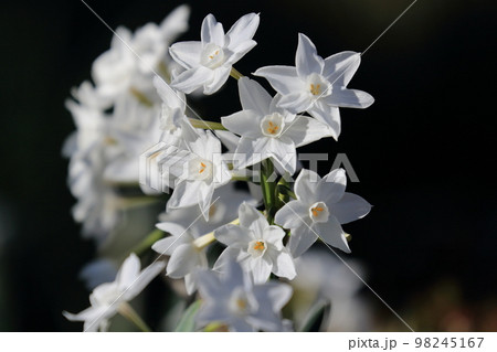 水仙 ペーパーホワイト 白い水仙 水仙 ペーパーホワイト 白い水仙 98245167