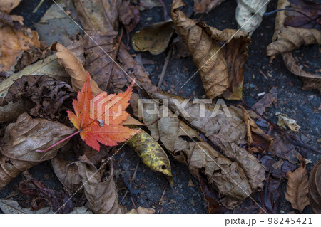 地面に落ちる真っ赤な紅葉 98245421