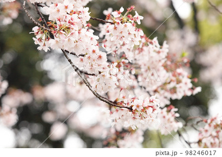 満開のソメイヨシの桜の花 満開のソメイヨシの桜の花 98246017