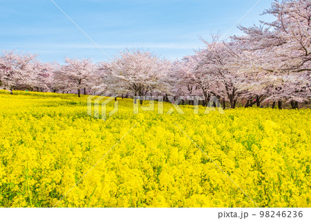 赤城南面千本桜と菜の花 赤城南面千本桜と菜の花 98246236