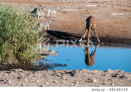Giraffes in Etosha National Park Giraffes in Etosha National Park 98246239