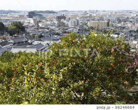 斜面のミカン畑と街の風景 斜面のミカン畑と街の風景 98246664