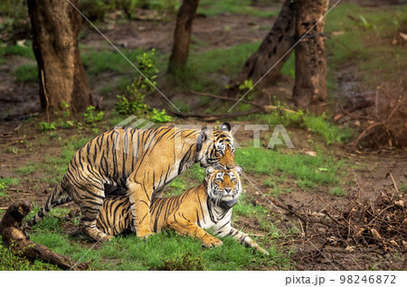 Two wild bengal tiger pair doing sex making love mating or courtship Behavior with face expression and aggression in beautiful monsoon green background at national park reserve forest of central india 98246872
