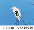 カワセミ 98246946