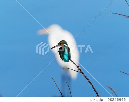 カワセミ カワセミ 98246946