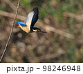 カワセミ 98246948