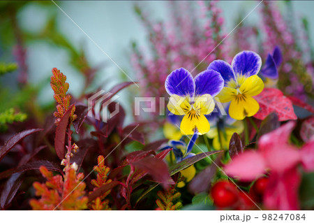 小さなビオラ 98247084