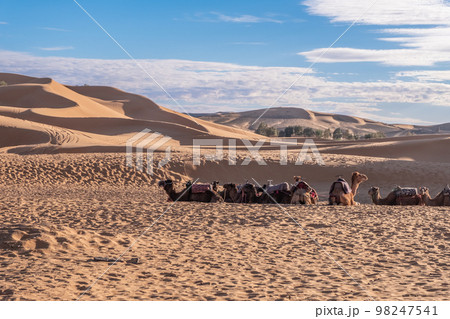 Dromedaries on the sand sahara desert in Morocco 98247541