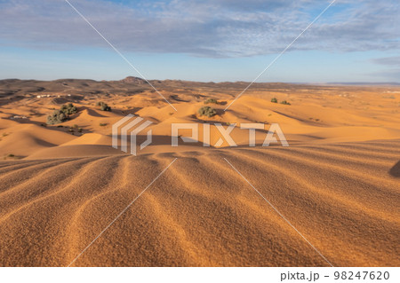 Beautiful sand dunes in the Sahara desert. 98247620