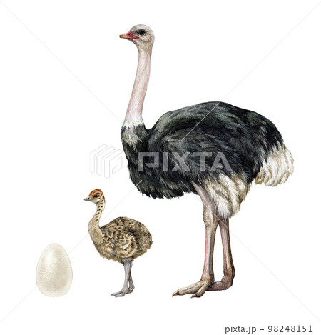 Ostrich bird with baby and egg hand drawn watercolor set. Realistic African big bird with newborn baby illustration. African ostrich wildlife big avian isolated on white background 98248151