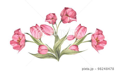 Pink tulips and leaves. Bouquet of tulips. Floral composition. Watercolor illustration. Pink tulips and leaves. Bouquet of tulips. Floral composition. Watercolor illustration. 98248478