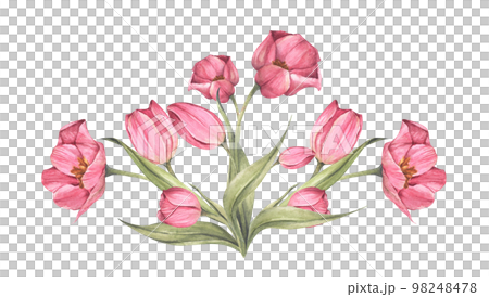 Pink tulips and leaves. Bouquet of tulips. Floral composition. Watercolor illustration. Pink tulips and leaves. Bouquet of tulips. Floral composition. Watercolor illustration. 98248478