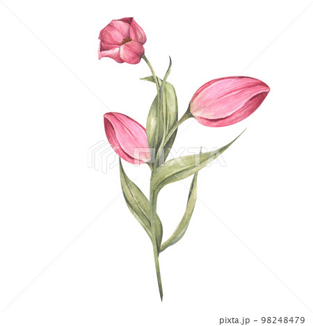 Pink tulips and leaves. Bouquet of tulips. Floral composition. Watercolor illustration. 98248479