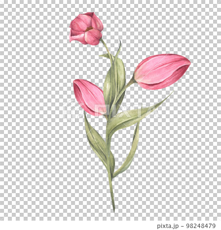Pink tulips and leaves. Bouquet of tulips. Floral composition. Watercolor illustration. 98248479