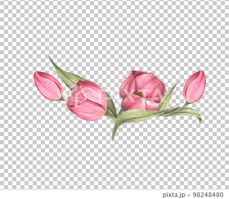 Pink tulips and leaves. Bouquet of tulips. Floral composition. Watercolor illustration. 98248480