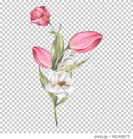 Bouquet of tulips and magnolia. Floral composition. Watercolor illustration. 98248675