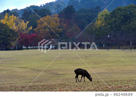 奈良県　奈良公園の紅葉と鹿　　 98248689
