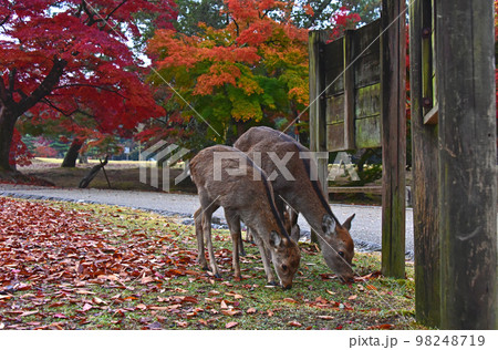 奈良県 奈良公園の紅葉と鹿   奈良県 奈良公園の紅葉と鹿   98248719