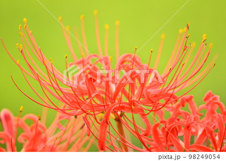 赤い花彼岸花 98249054