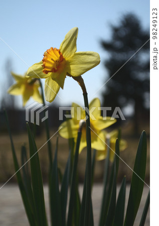 春寒の候 98249123