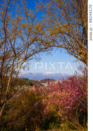 【福島県・花見山公園】百花繚乱、福島に桃源郷あり 4月 【福島県・花見山公園】百花繚乱、福島に桃源郷あり 4月 98249170