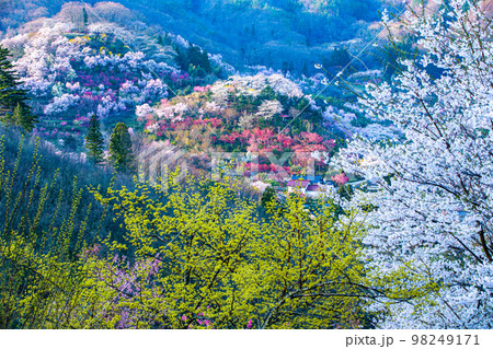 【福島県･花見山公園】百花繚乱、福島に桃源郷あり 4月 98249171