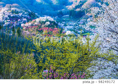 【福島県･花見山公園】百花繚乱、福島に桃源郷あり 4月 98249172
