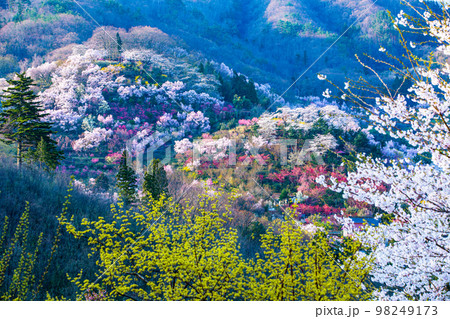 【福島県・花見山公園】百花繚乱、福島に桃源郷あり 4月 【福島県・花見山公園】百花繚乱、福島に桃源郷あり 4月 98249173