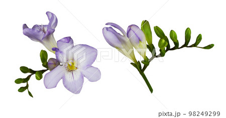 Set of purple freesia flowers and buds isolated on white or transparent background 98249299