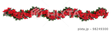 Christmas poinsettia red flowers in a floral garland isolated 98249300