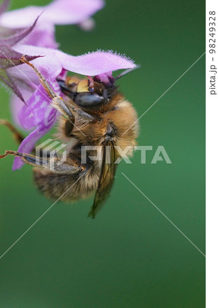 Closeup on a male fork-tailed flower bee, Anthophora furcata hanging on a purple flower of hedge woundwort, Stachys sylvatica in the garden 98249328