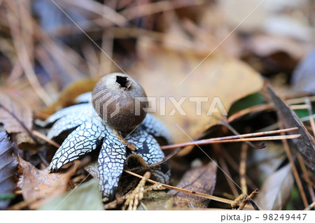 ツチグリ 98249447