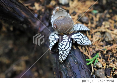 ツチグリ 98249448