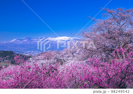 【福島県・花見山公園】百花繚乱、福島に桃源郷あり 4月 【福島県・花見山公園】百花繚乱、福島に桃源郷あり 4月 98249542