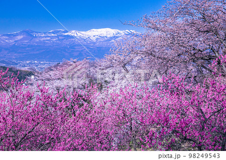 【福島県･花見山公園】百花繚乱、福島に桃源郷あり 4月 98249543