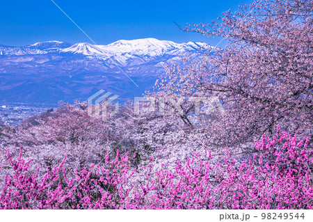 【福島県・花見山公園】百花繚乱、福島に桃源郷あり 4月 【福島県・花見山公園】百花繚乱、福島に桃源郷あり 4月 98249544