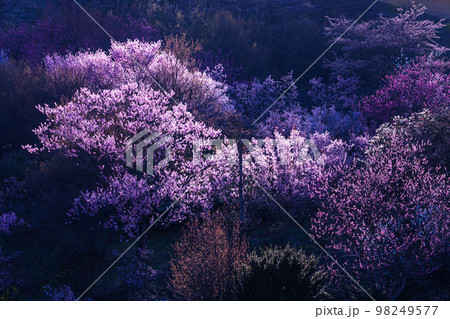 福島県・花見山公園】百花繚乱、福島に桃源郷あり 4月の写真素材