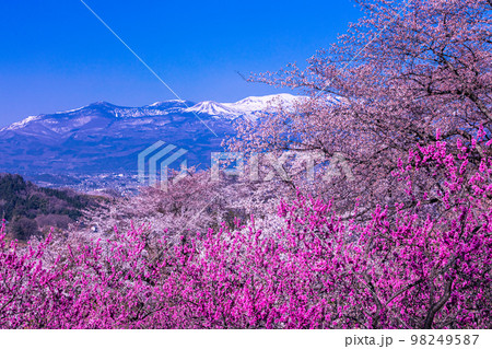 【福島県・花見山公園】百花繚乱、福島に桃源郷あり 4月 【福島県・花見山公園】百花繚乱、福島に桃源郷あり 4月 98249587