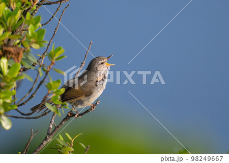 春、お山で囀るウグイス03 春、お山で囀るウグイス03 98249667