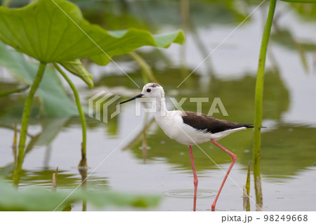 初夏、ハス田で子育てするセイタカシギ01 初夏、ハス田で子育てするセイタカシギ01 98249668