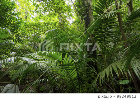 ヤエヤマヤシ群落の森 98249912